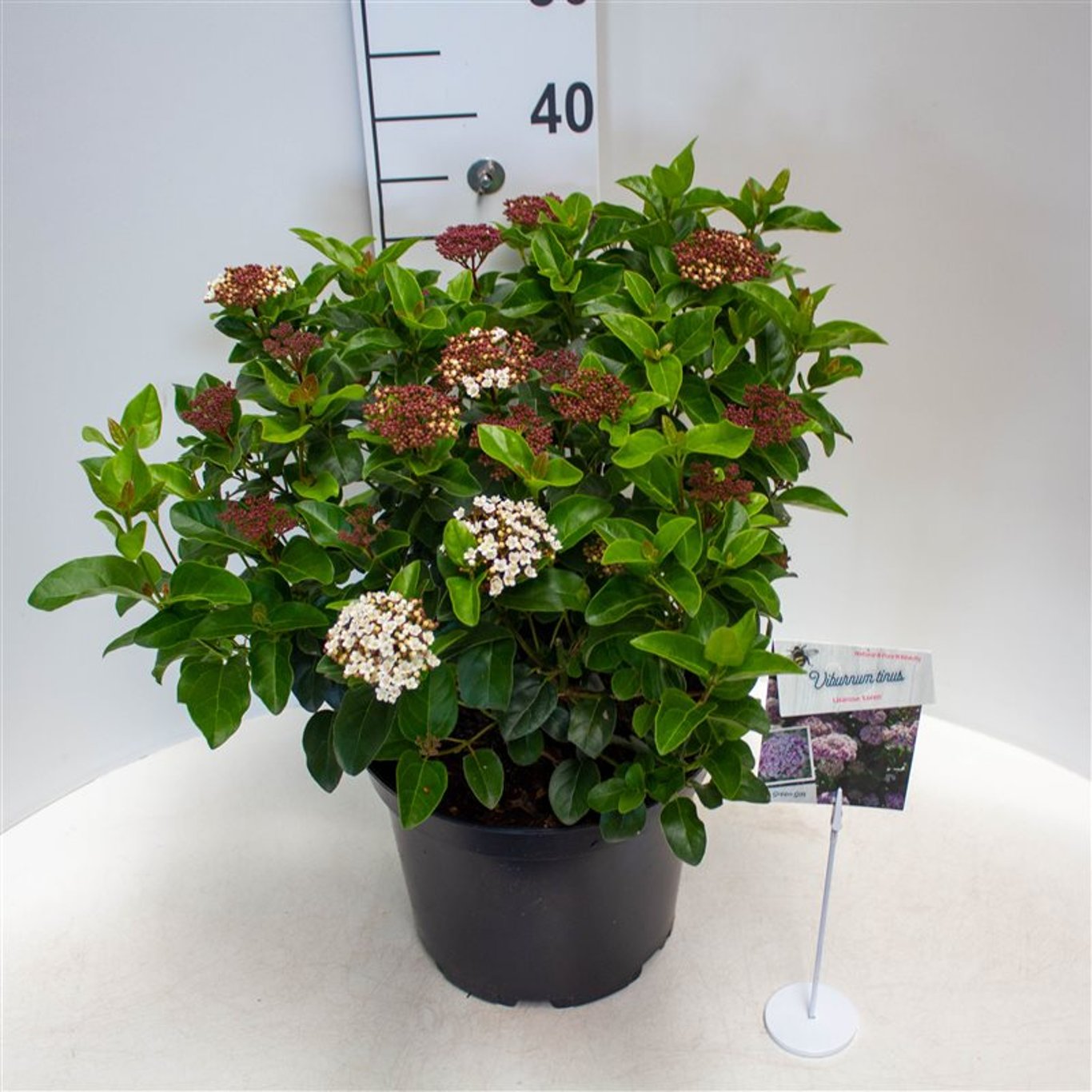 Viburnum tin. 'Lisarose' - C10 40-50 CM